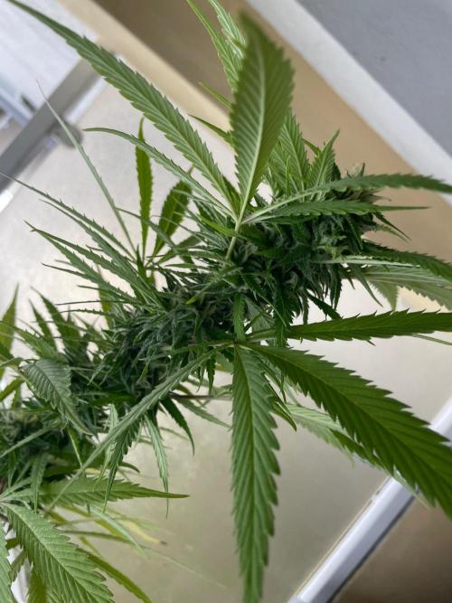 Tropicanna Poison. Week 20