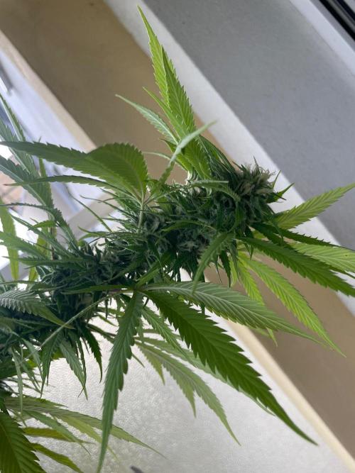 Tropicanna Poison. Week 20