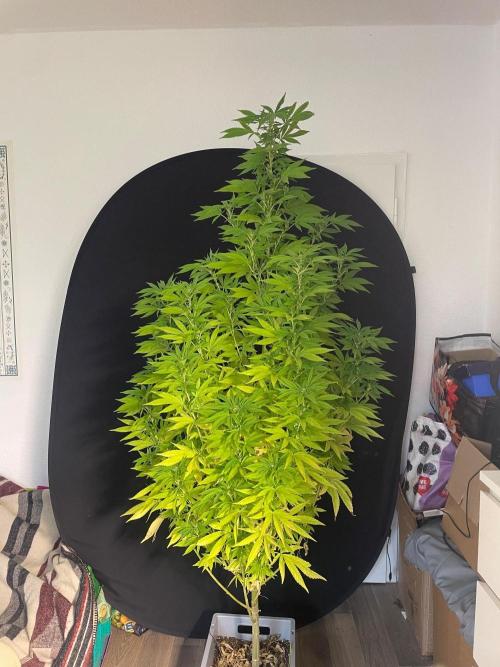 Alaskan Do-Si-Dos. Week 20