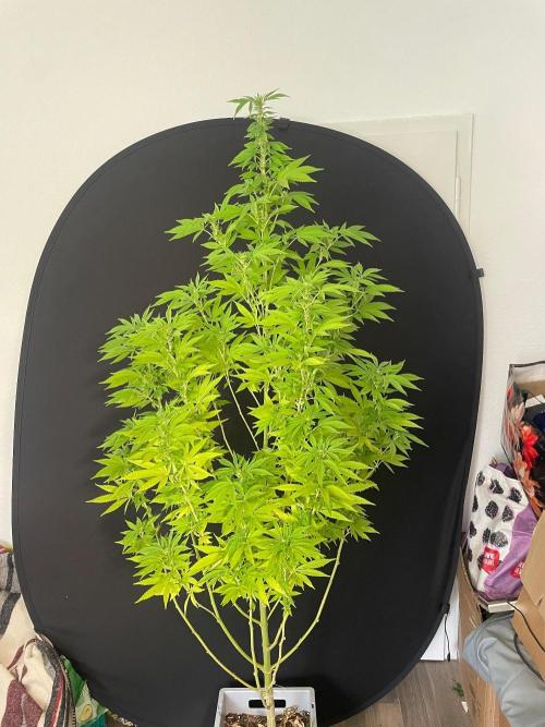 Alaskan Do-Si-Dos. Week 20