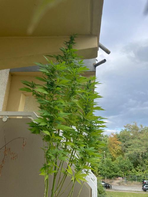 Alaskan Do-Si-Dos. Week 20