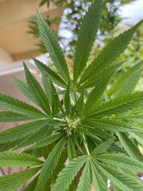 Alaskan Do-Si-Dos. Week 20