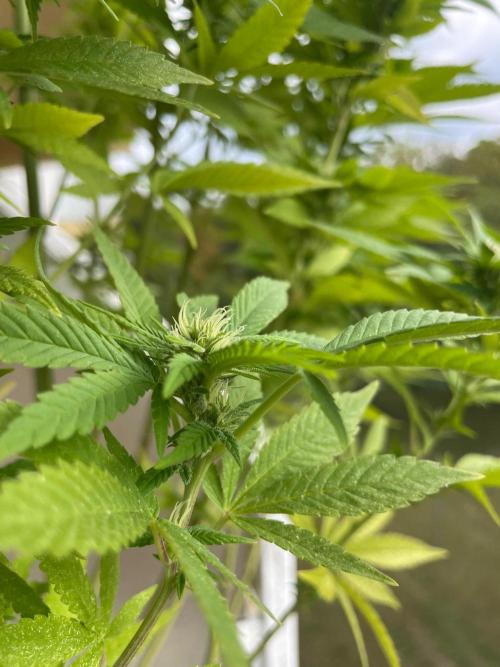 Alaskan Do-Si-Dos. Week 21