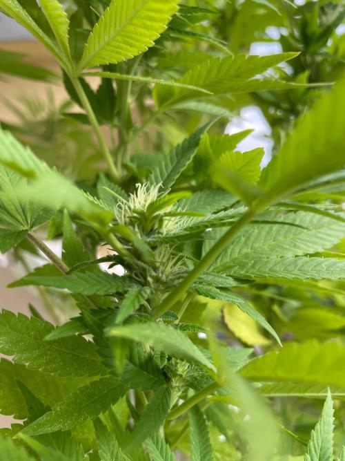 Alaskan Do-Si-Dos. Week 21