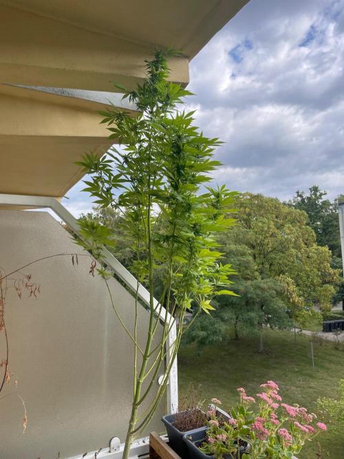 Alaskan Do-Si-Dos. Week 21