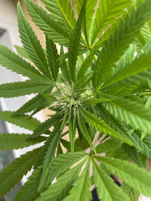 Alaskan Do-Si-Dos. Week 21