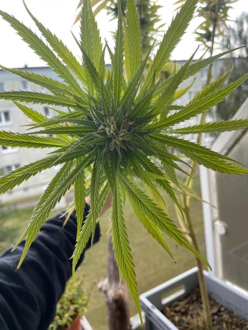 Tropicanna Poison. Week 21