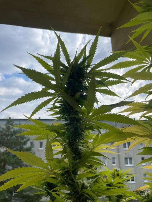 Tropicanna Poison. Week 21