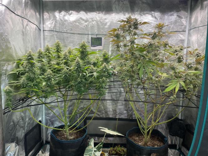 White Choco. Week 14