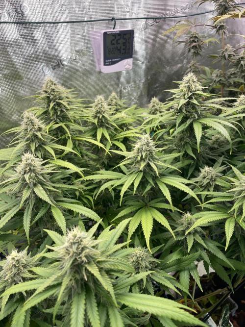 White Choco. Week 14