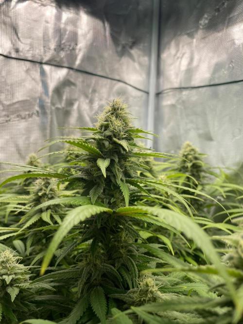 White Choco. Week 14