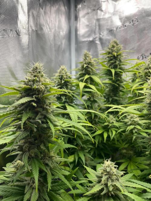 White Choco. Week 15
