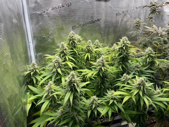 White Choco. Week 15