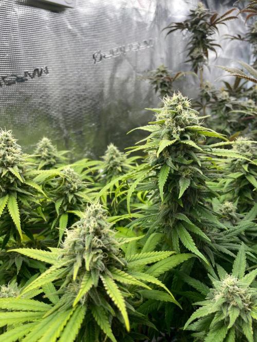 White Choco. Week 15