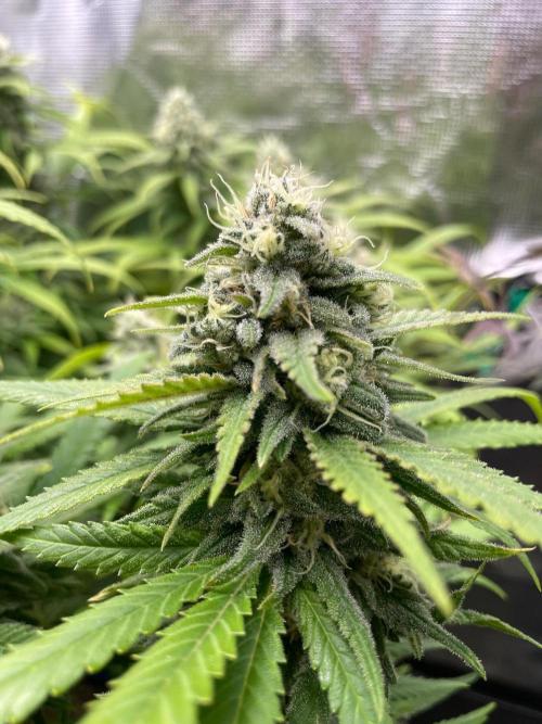 White Choco. Week 15