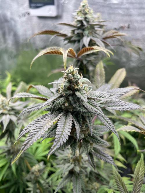 Jelly Breath. Week 16
