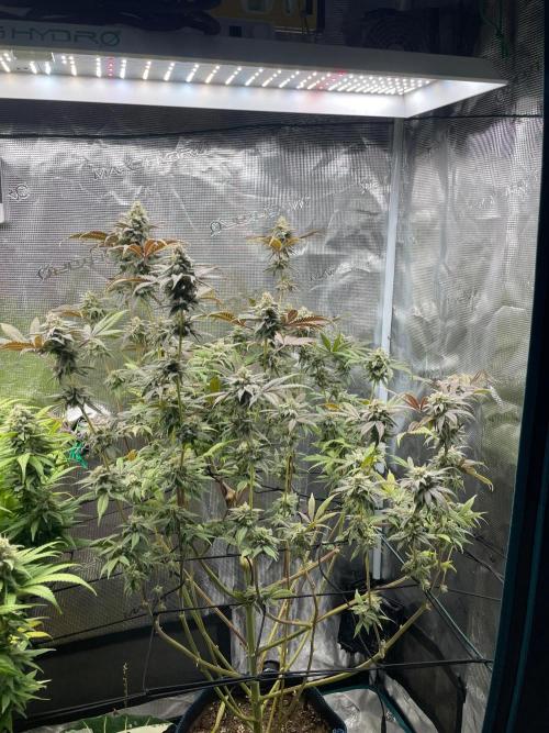 Jelly Breath. Week 16