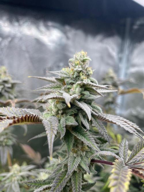 Jelly Breath. Week 16