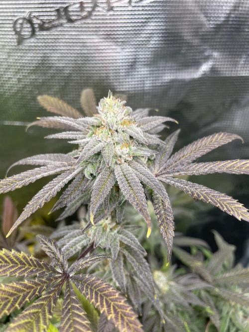 Jelly Breath. Week 16