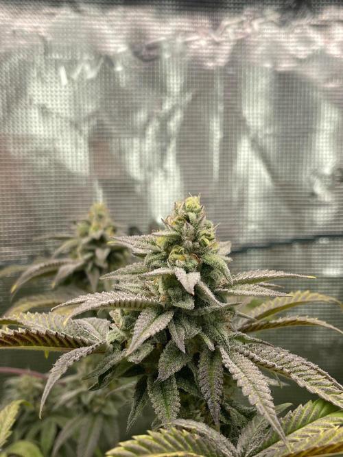 Jelly Breath. Week 15
