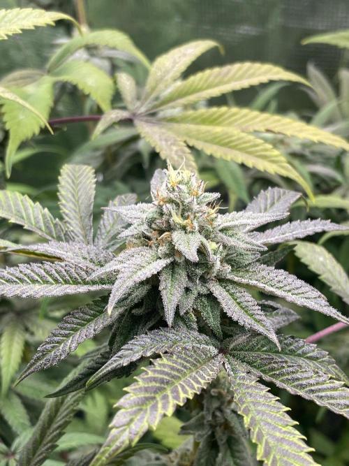 Jelly Breath. Week 15