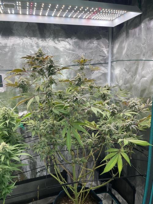Jelly Breath. Week 15