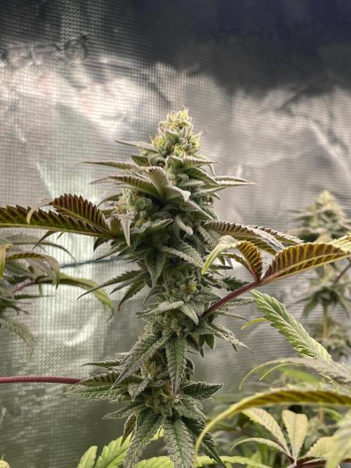 Jelly Breath. Week 15