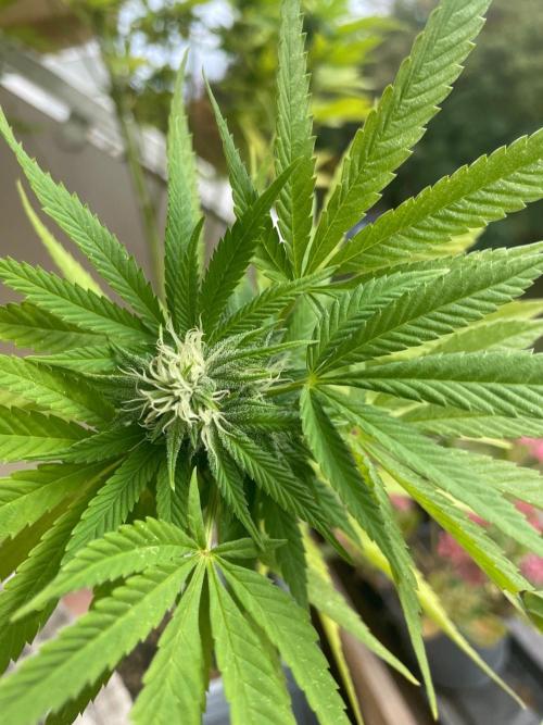 Alaskan Do-Si-Dos. Week 22