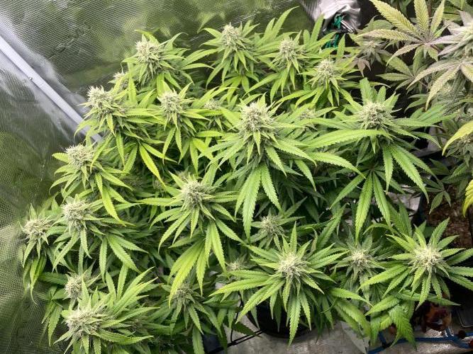 White Choco. Week 14