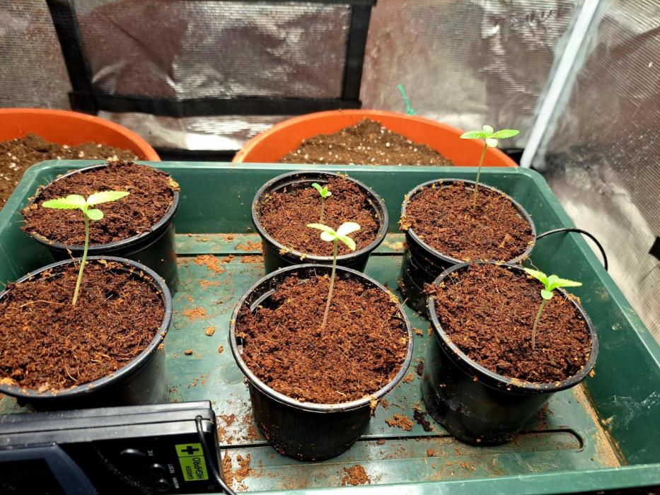 5th wave. Week 2 - Oops, there are already 5 little plants...