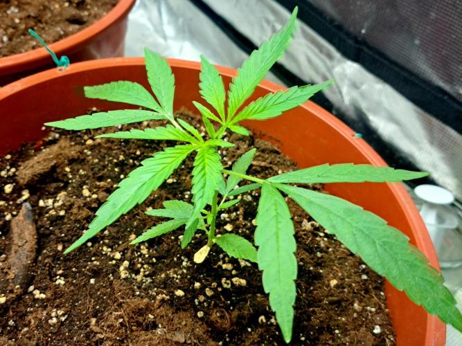 Guerilla Glue. Week 5