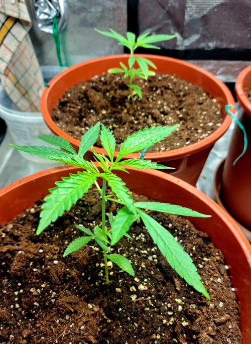 Guerilla Glue. Week 5