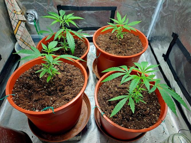 5th wave. Week 6 - I think things are starting to normalize now, the plants are looking pretty cool