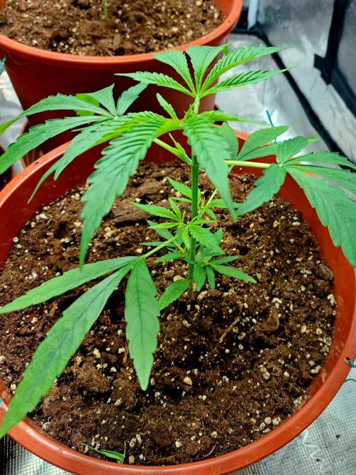 5th wave. Week 6 - they are starting to catch up on the losses caused by the April cold.