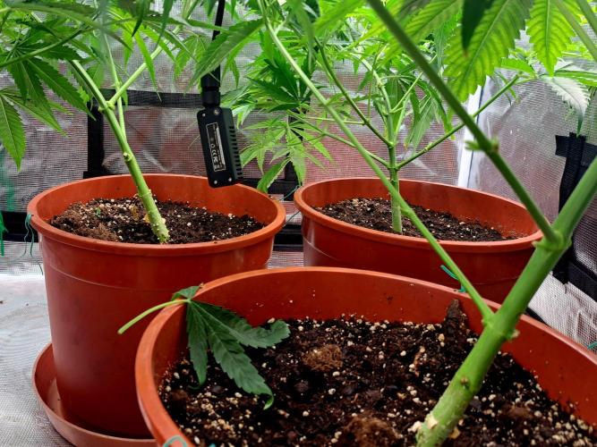 Guerilla Glue. Week 9