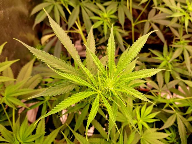 Guerilla Glue. Week 10