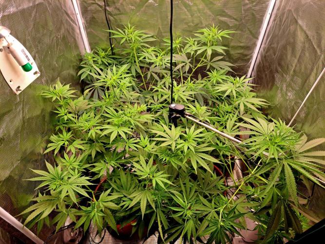 Guerilla Glue. Week 10