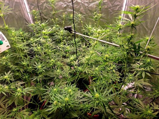 Guerilla Glue. Week 12