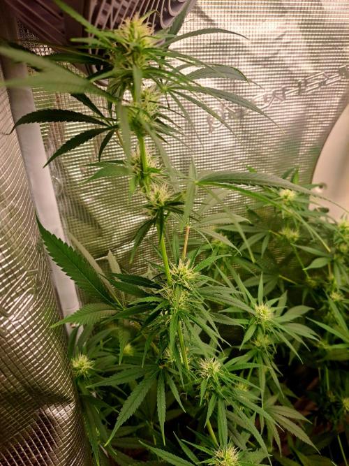 Guerilla Glue. Week 13