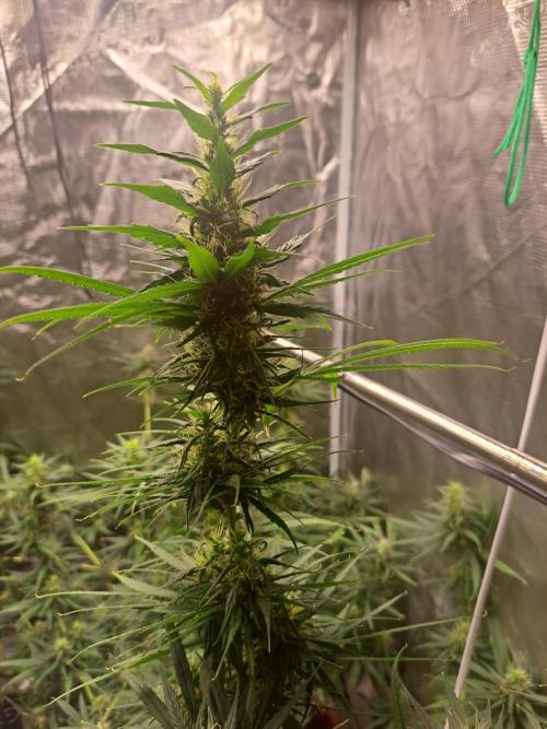Guerilla Glue. Week 15