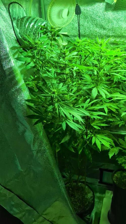 Homegrown Genetics Testers!