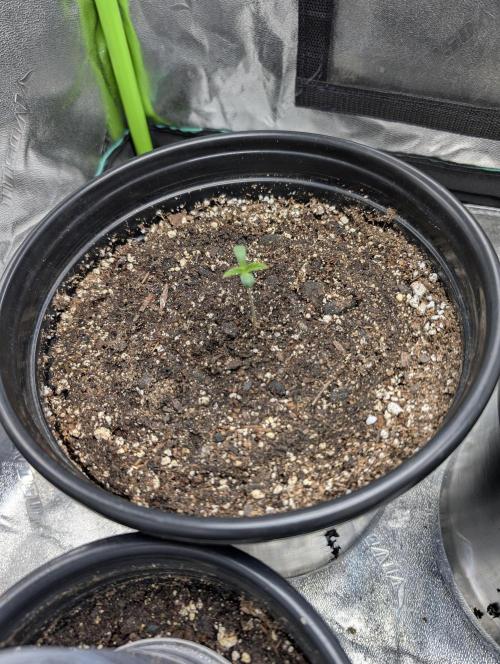 OutKast Genetics Testers. Week 0