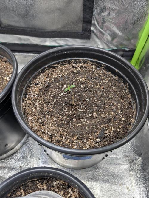 OutKast Genetics Testers. Week 0