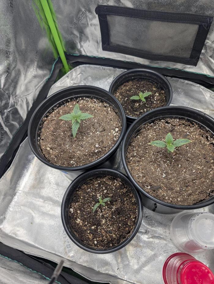 OutKast Genetics Testers. Week 1 - Day 8, My soil mix is a little hot still. The testers are powering through.