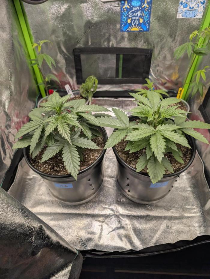 OutKast Genetics Testers. Week 2 - Day 15