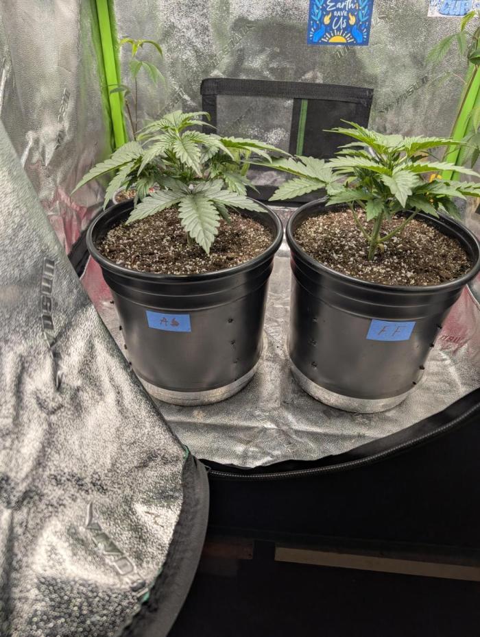 OutKast Genetics Testers. Week 3 - Day 18. Pistols showing.