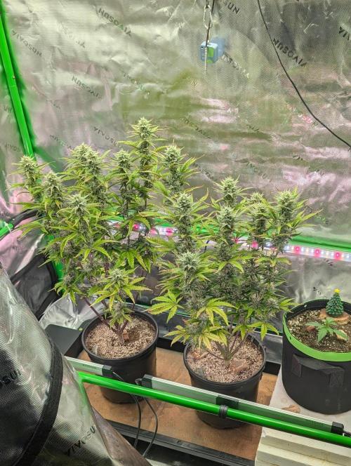 OutKast Genetics Testers. Week 7 - Day 52.