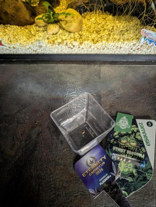 Eternity Cup 2026. Week 0 - Added seed to tap water and soaked for 24 hrs.