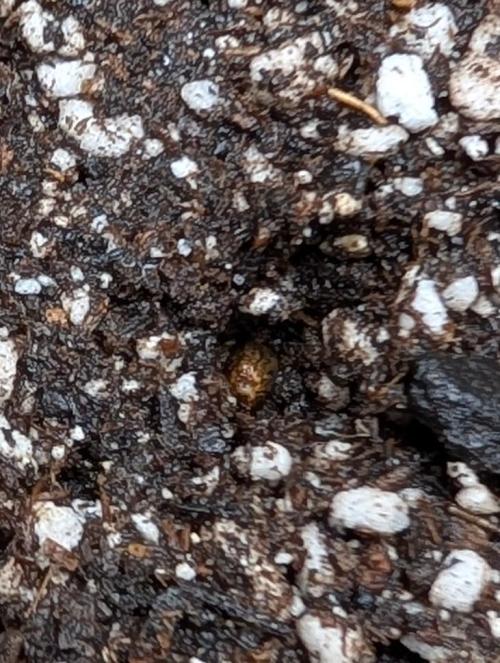 Eternity Cup 2026. Week 0 - Seed into final home after 24 hr soak