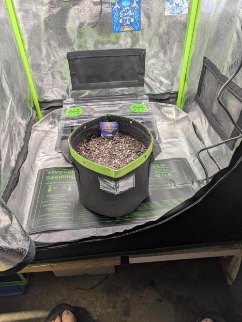 Eternity Cup 2026. Week 0 - On the heat mat at 85 degrees.